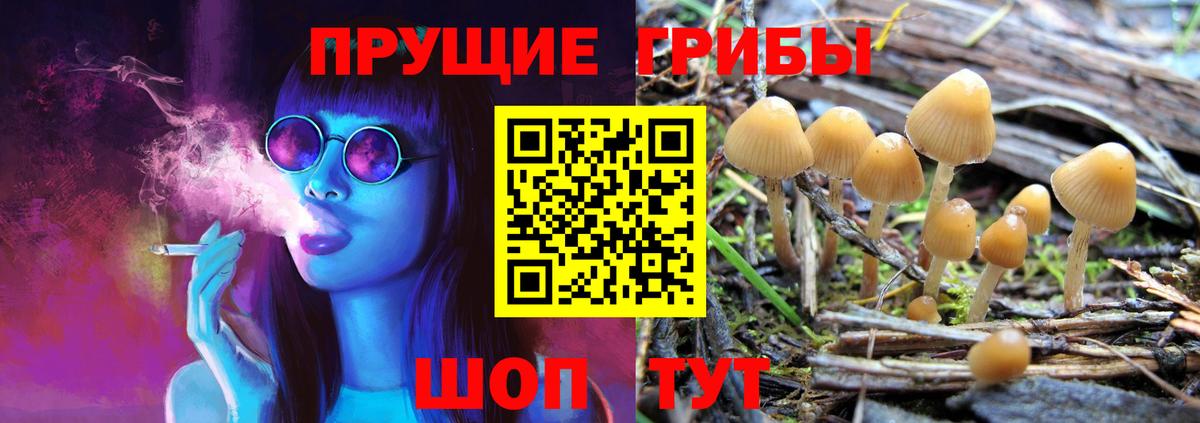 Галлюциногенные грибы Psilocybe Камышин